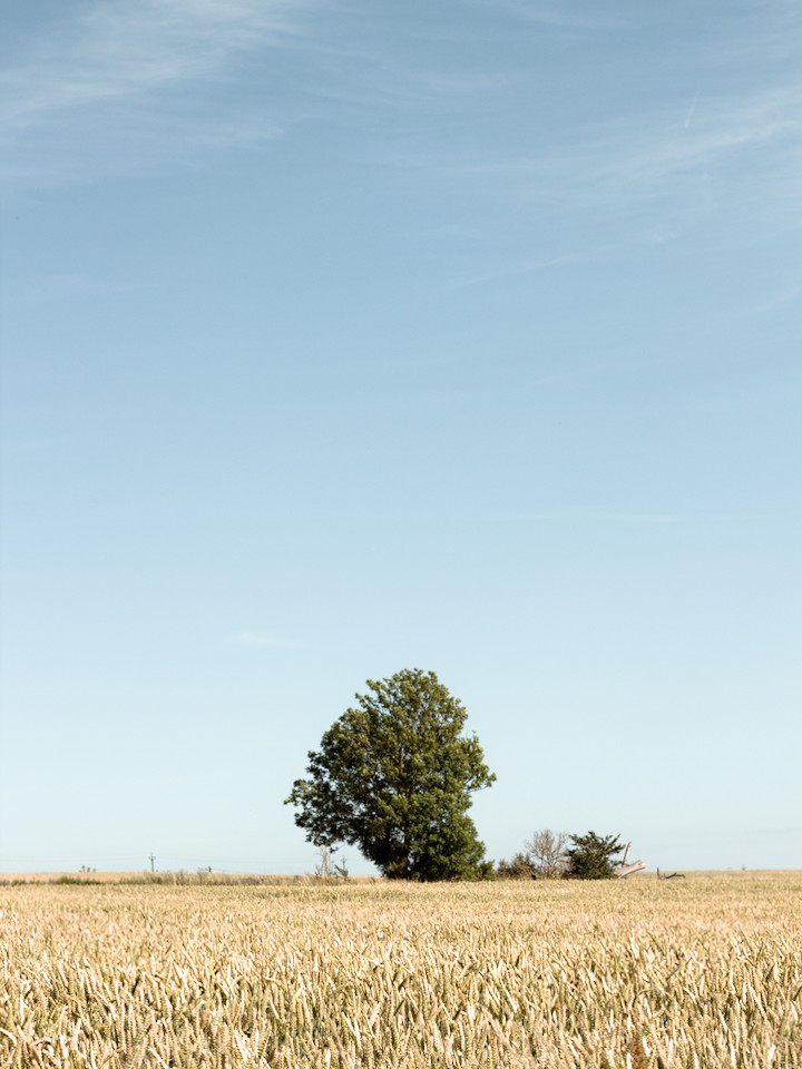 Tree in a golden field