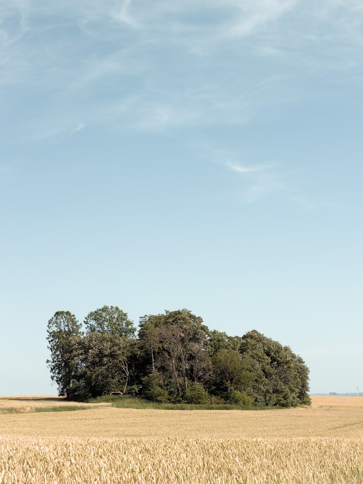 Trees and bushes in a golden field