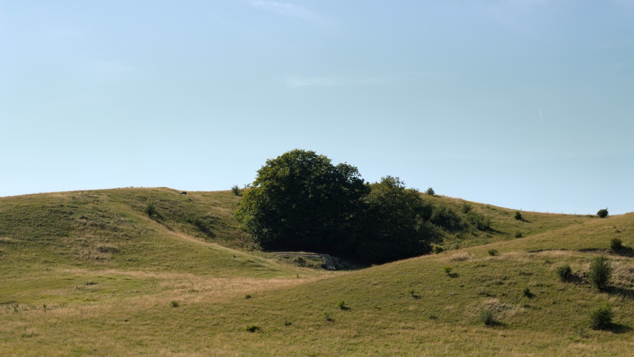 Trees in a crevice between hills