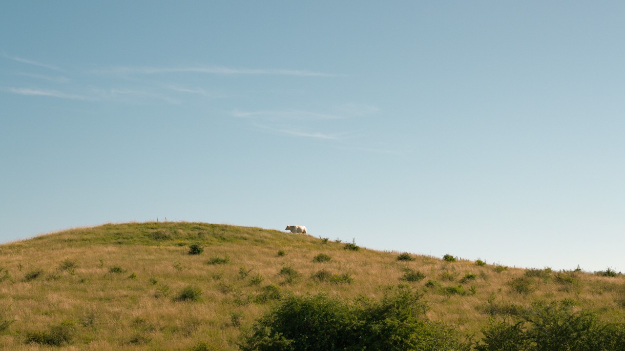 Profile of cow walking up hill