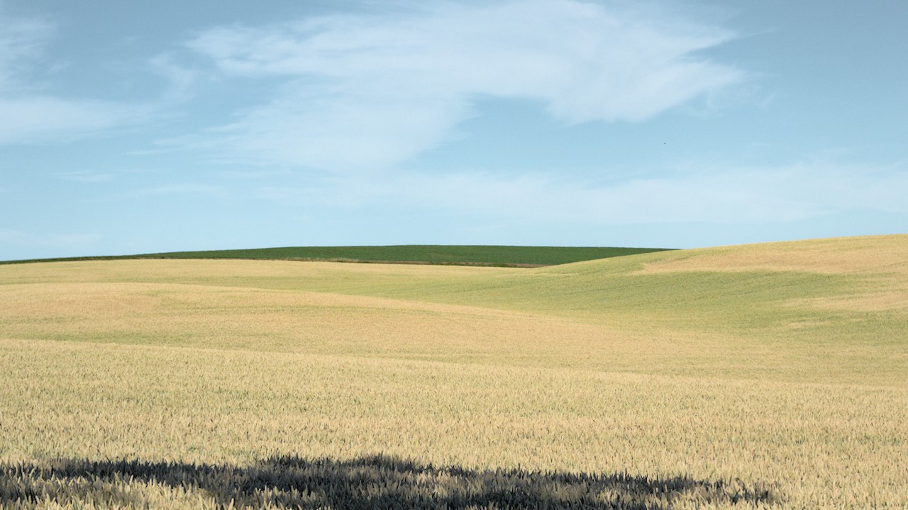 Layered landscape with sky, greenery and golden fields