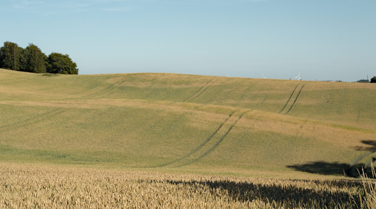 Gold and green field with tracks