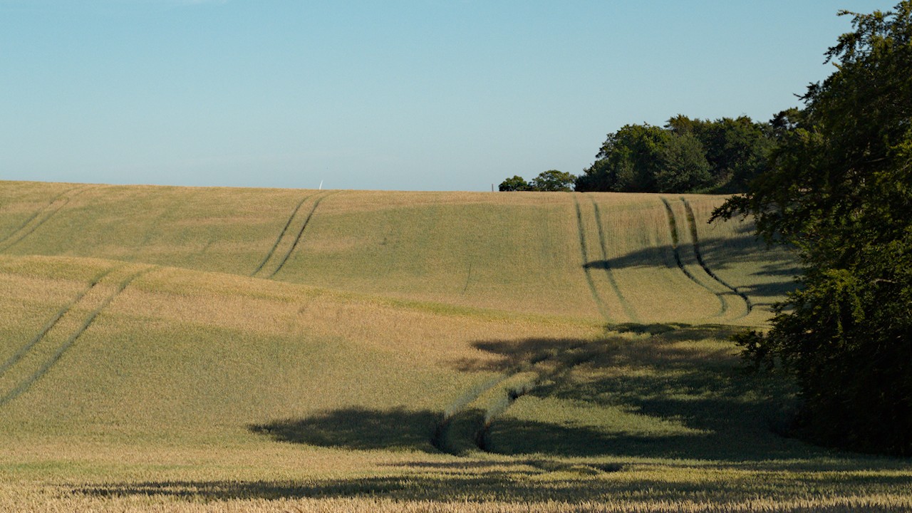 Gold and green field with more tracks
