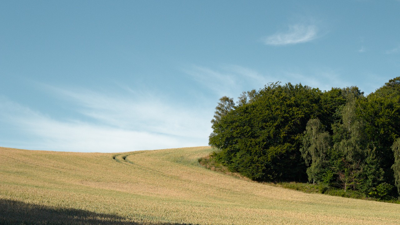 Golden field with tracks curved around trees