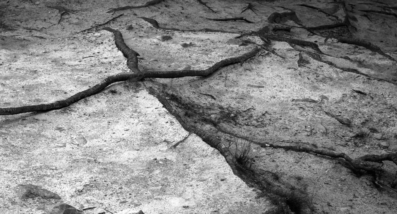 Close-up of crossing tree roots