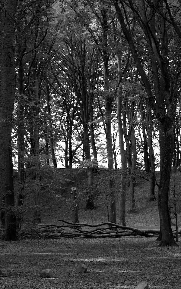 Forest with barren ground and hill