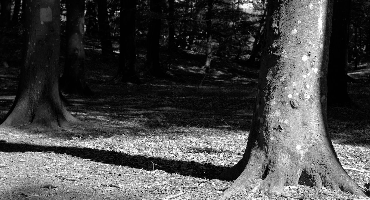 Tree and shadow