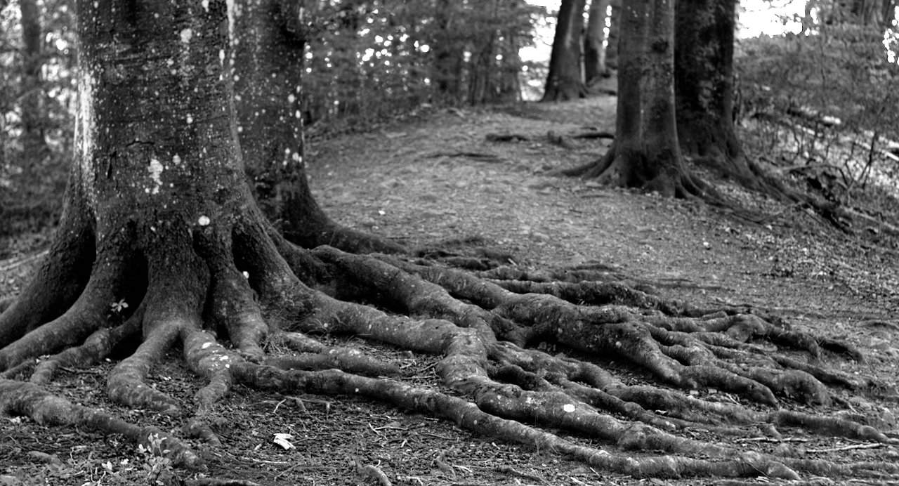 Significant above-ground tree root system