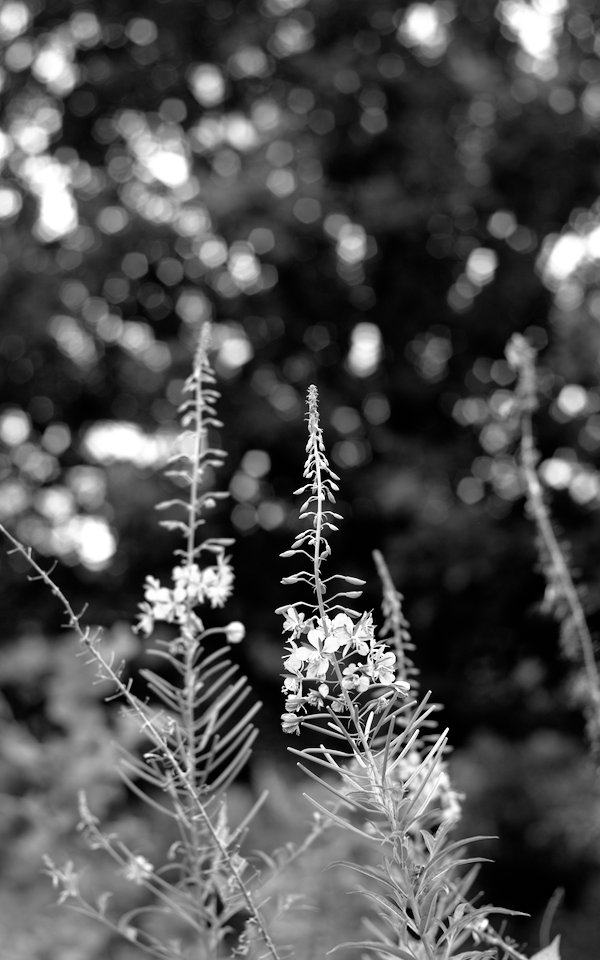 Pine-like plant with flowers