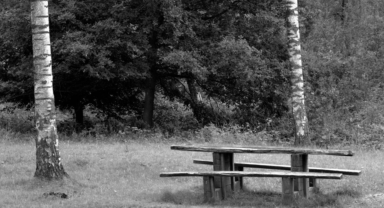Picnic table and two trees