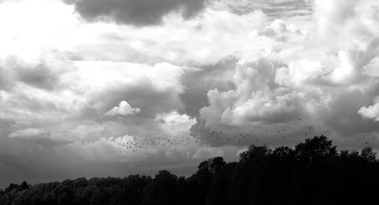 Birds flying with dramatic clouds