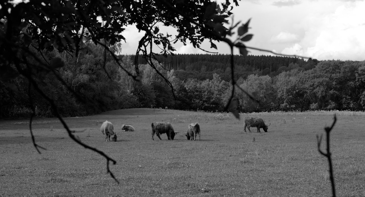 Cows grazing, tree branches in the foreground