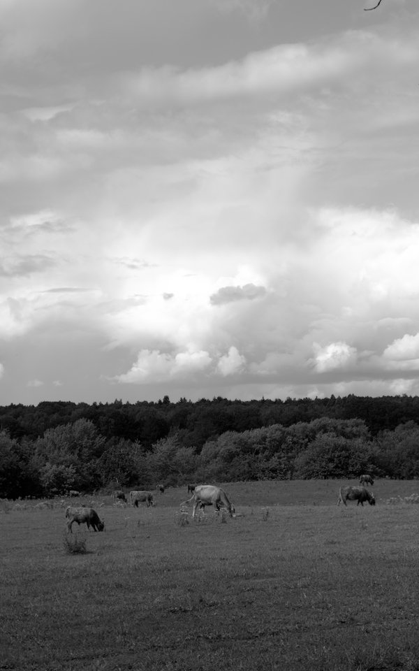 Cows grazing, light cow centered