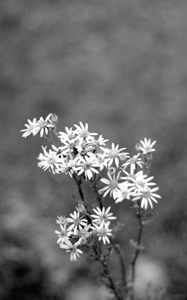 Flower details, very blurry background